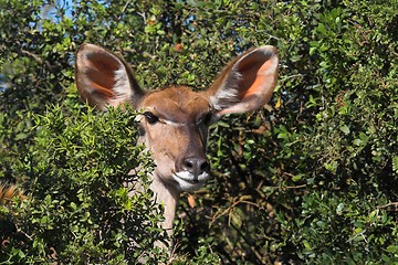 Image showing Peek-a-boo