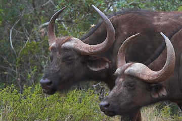 Image showing Gazing buffalo