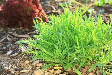 Image showing Arugula