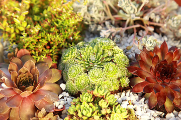 Image showing Small rock garden