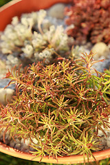 Image showing Small rock garden