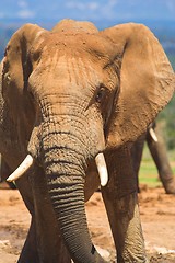 Image showing Elephant Close up