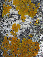 Image showing Tree bark texture background 