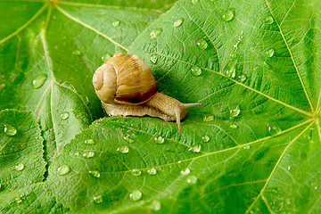 Image showing snail and water drops on green leaves