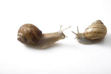 Image showing two snails face to face, communication concept
