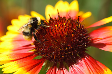 Image showing Working bumblebee.