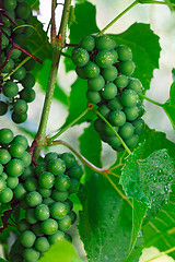 Image showing Grape