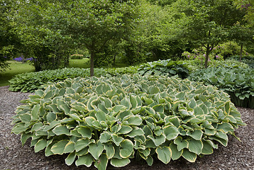 Image showing Hosta in June