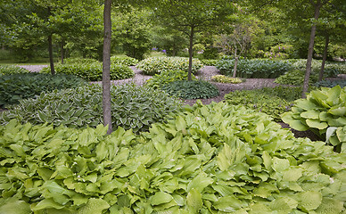 Image showing Hosta all over in June