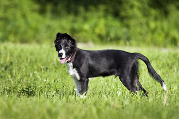 Image showing Border collie