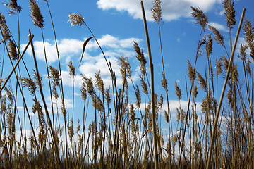 Image showing Cane thickets