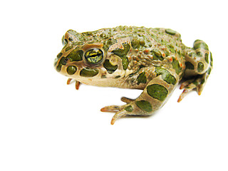 Image showing toad