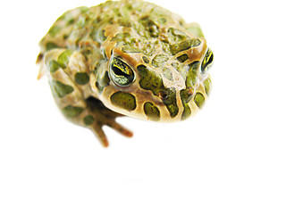 Image showing toad