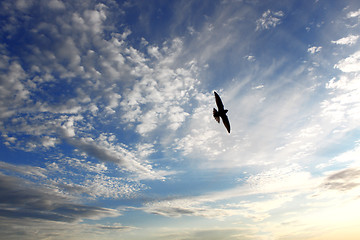 Image showing Bird on sky