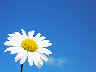 Image showing White flower and sky