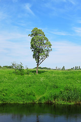 Image showing Single tree under blue sky