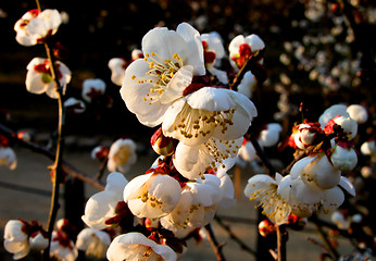 Image showing White Plum Flowers