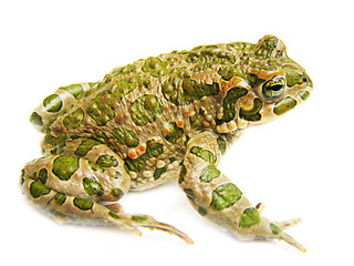 Image showing toad