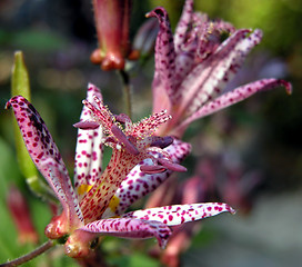 Image showing Flower