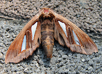 Image showing Night Butterfly