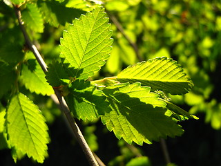 Image showing Green leaves 