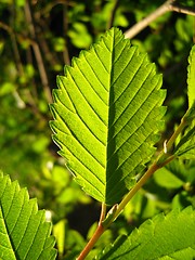 Image showing Green leaves