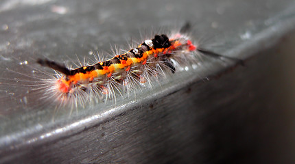 Image showing Caterpillar