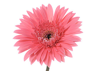 Image showing pink flower