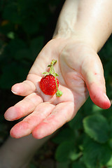 Image showing strawberries