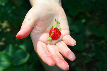 Image showing strawberries