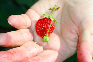 Image showing strawberries