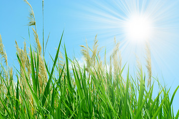 Image showing sun and grass