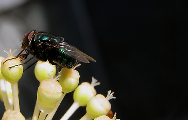 Image showing The Fly