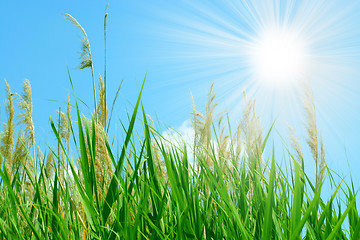 Image showing sun and grass