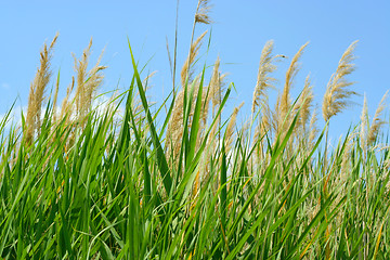 Image showing sun and grass