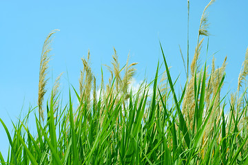 Image showing sun and grass