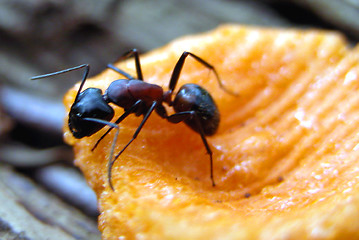 Image showing Ant