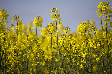 Image showing rapeseed