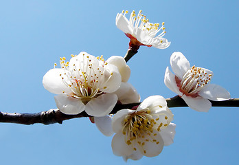 Image showing Plum Inflorescence