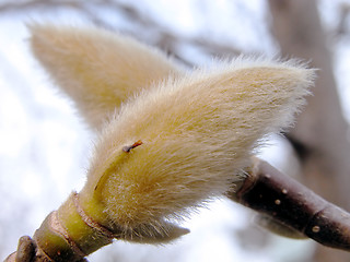 Image showing Magnolia Buds