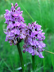 Image showing Beautiful spotted-orchids closeup 