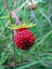 Image showing Fresh wild strawberry