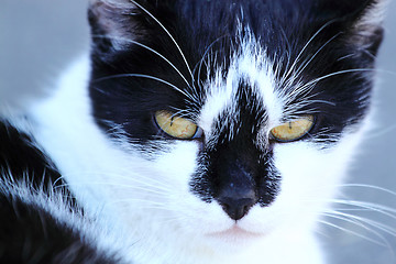 Image showing close up cat portrait 