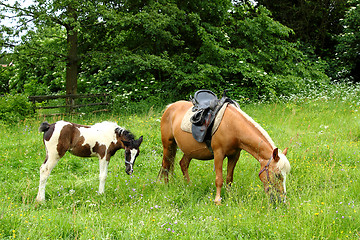 Image showing mare and her foal on grass field