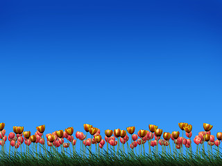 Image showing Field of tulips