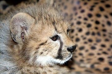 Image showing Cheetah cub