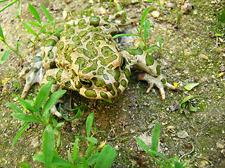 Image showing toad