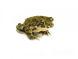 Image showing toad