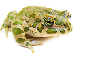 Image showing toad