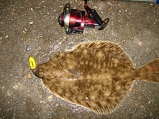 Image showing flounder